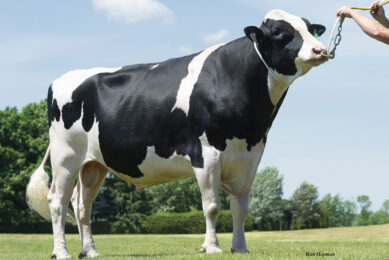 Swissbec Brekem , an Immunity+ bull. Source: Semex