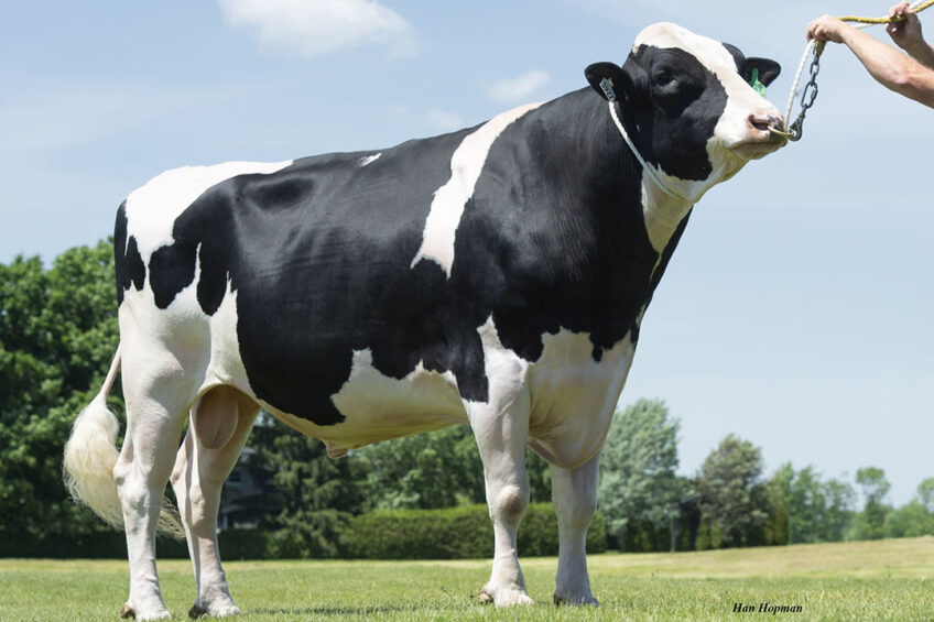 Swissbec Brekem , an Immunity+ bull. Source: Semex