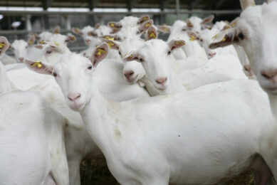 Emmi invests in goat and sheep milk. Photo: Jan Willem Schouten
