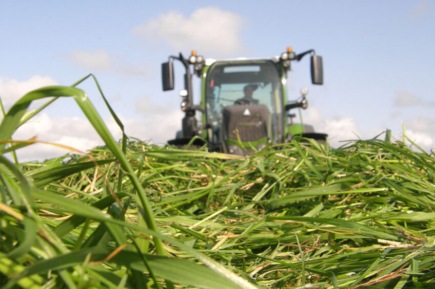 Cows can be picky eaters indeed. This taste preference can be boiled down to the choice of grass variety used to seed the field. Photo: Chris McCullough