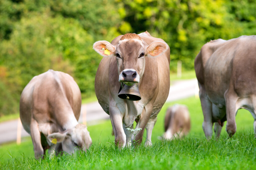 Study shows cows bothered by bells - SWI