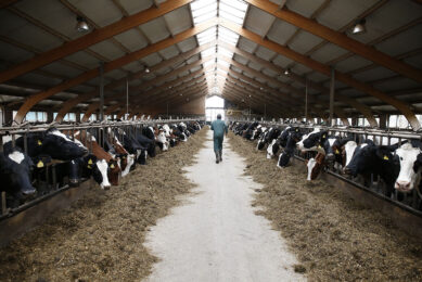 One of the clear benefits of large-scale farms is the fact that those farms can have their own advisers and veterinarians working 24/7 on the farms. - Photo: Hans Prinsen