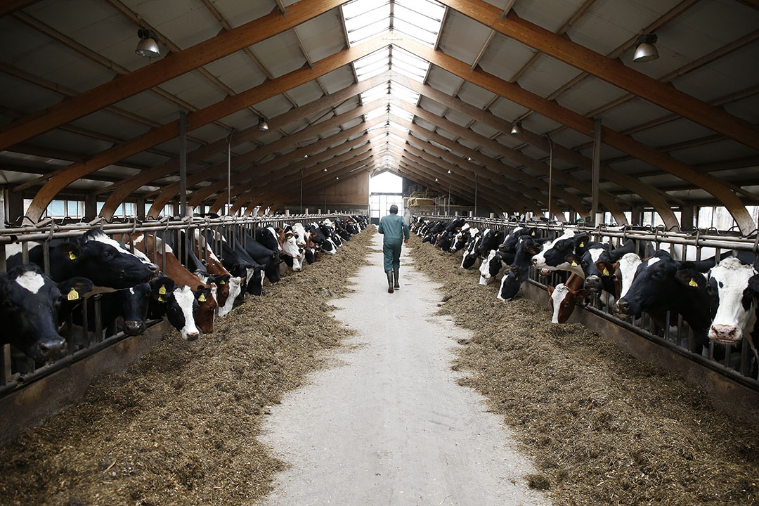 7 secrets of high yielding dairy cows in China - Dairy Global