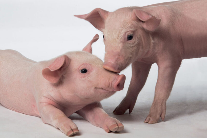 Thanks to secured piglet feed, optimal growth performances in post-weaning are reachable without antibiotic or zinc oxide use. Photo: Fred Mouraud