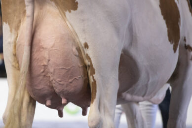 Every dairy cow has an optimal DPL which maximises her expected profitability over multiple lactations, notes De Vries, but it s not possible for farmers to accurately determine this without a reliable tool. Photo: Mark Pasveer