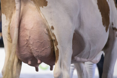 Every dairy cow has an optimal DPL which maximises her expected profitability over multiple lactations, notes De Vries, but it s not possible for farmers to accurately determine this without a reliable tool. Photo: Mark Pasveer