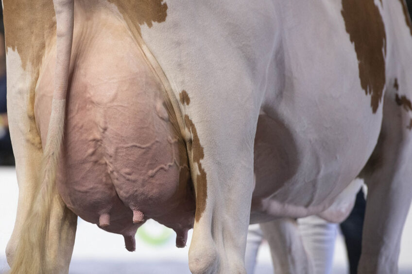 Every dairy cow has an optimal DPL which maximises her expected profitability over multiple lactations, notes De Vries, but it s not possible for farmers to accurately determine this without a reliable tool. Photo: Mark Pasveer