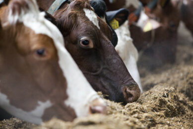 Rumen at the heart of feed efficiency. Photo: Jan Willem Schouten