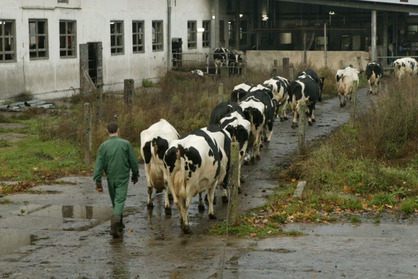 Polish dairy sector back in business. Photo: Henk Riswick