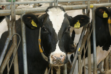 The facial recognition software can memorise the face of a cow in six seconds and monitor the activity of an entire herd without wearable tracking devices. Photo: Henk Riswick