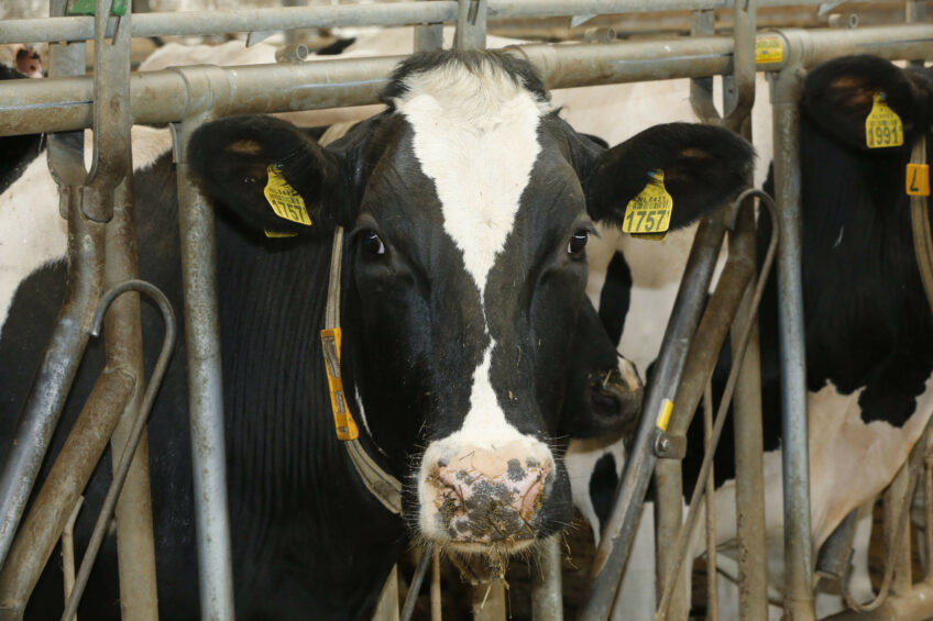 The facial recognition software can memorise the face of a cow in six seconds and monitor the activity of an entire herd without wearable tracking devices. Photo: Henk Riswick