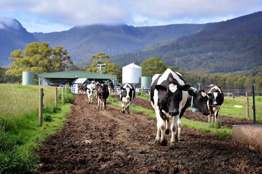 There are about 5,200 dairy farmers in Australia, of which close to 50 have invested in AMS. Photo: Milking Edge