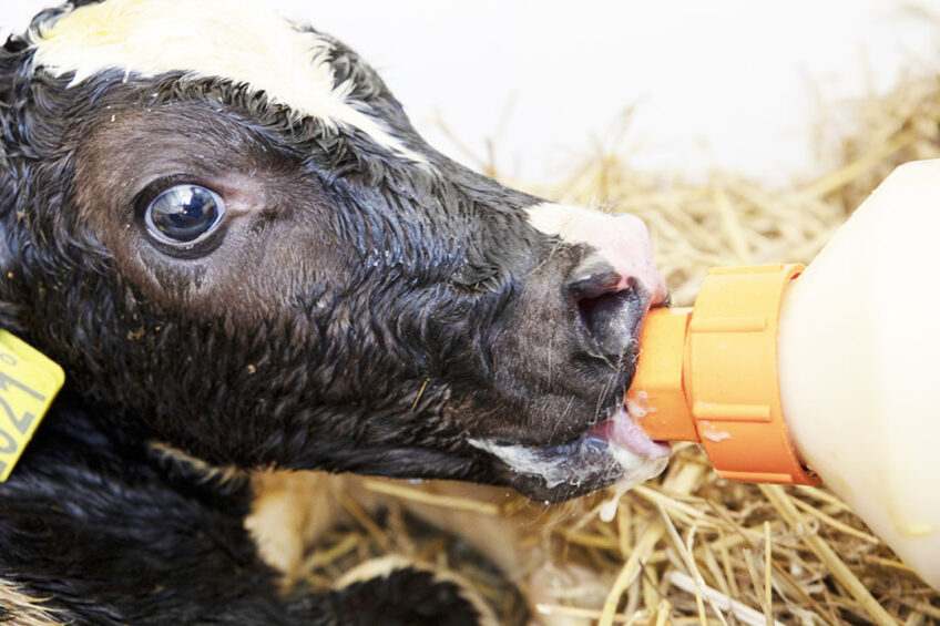 Colostrum management should be a major focus on any farm to fight disease and have less risk in succumbing to disease. Photo: Anne van der Woude