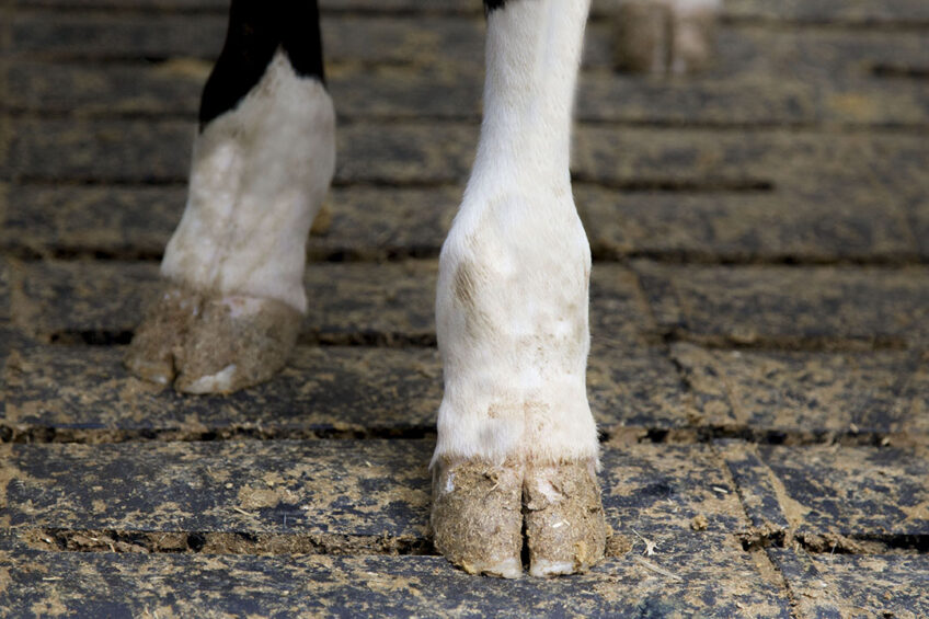 Cows trimmed during the last 4 weeks before the end of gestation had a 2.4 times higher chance of abortion. Photo: Koos Groenewold