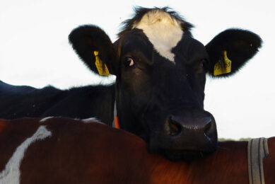 Cow management made simple with one bolus. Photo: Dreamstime