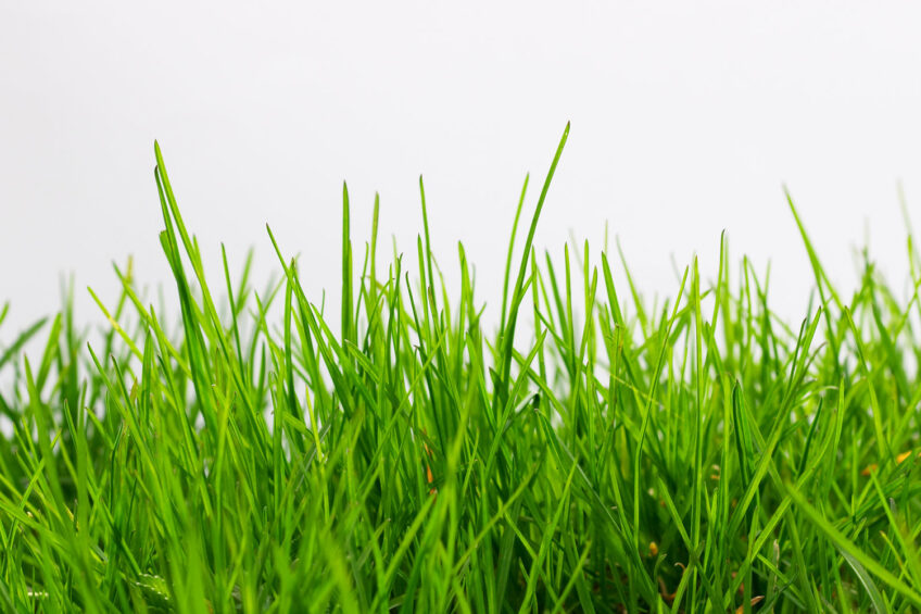 FAO to study optimum grass use