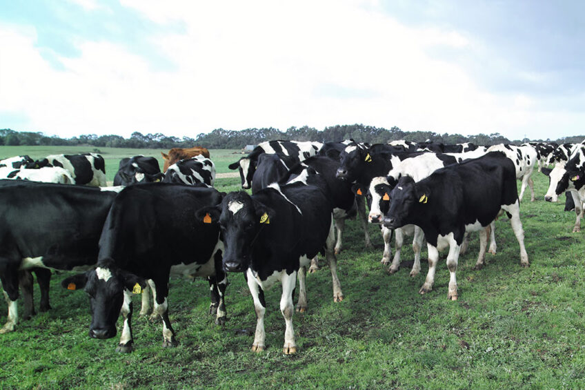 The research will help farmers identify cows and bulls with the best environmental credentials without taking a hit on breeding for profitability. Photo: Rene Groeneveld