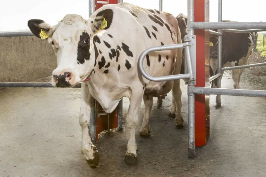 New system to automatically register grazing. Photo: Lely
