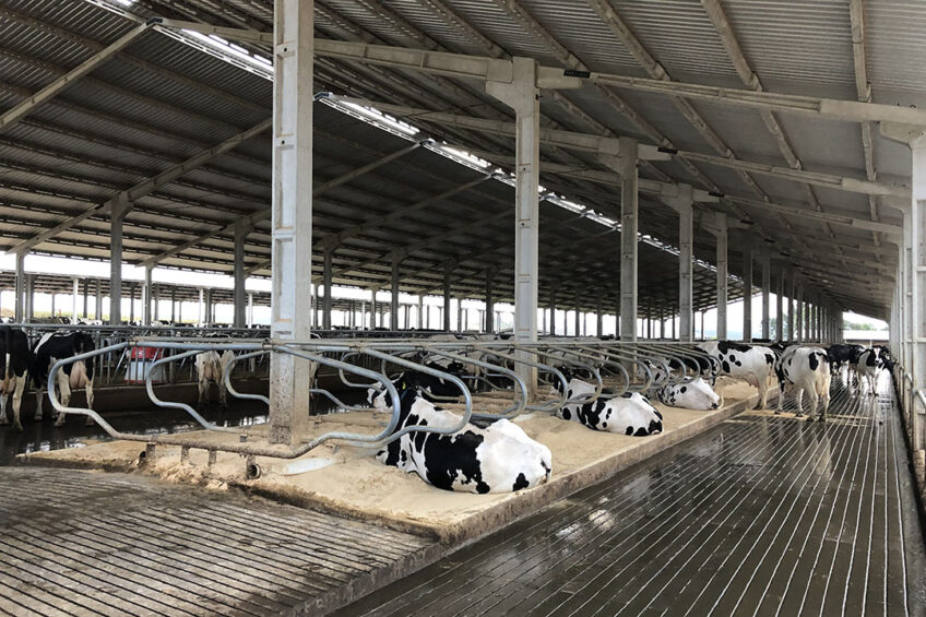 On Epp s Regia Farm, almost all livestock is housed indoors, and even pastured cattle are bunk fed. That s due to a lack of available pasture land as well as a highly variable climate. Photo: Lilian Schaer