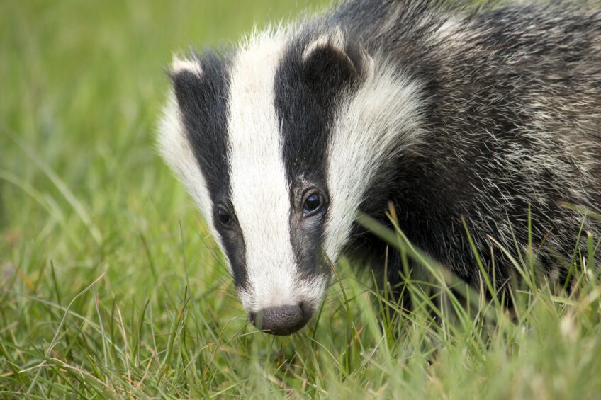 UK farmers encouraged to kill badgers for a bounty. Photo: PXhere
