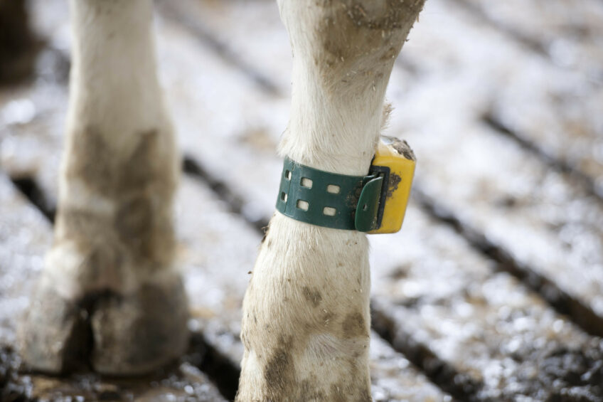 Sensor value and viability for dairy cows . Photo: Mark Pasveer