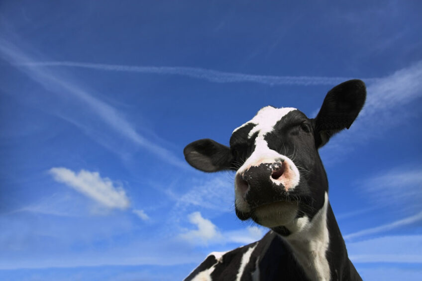 Although the most reported impacts of heat stress are focused on milk production (lactation period), emerging evidence indicates that heat stress profoundly affects calves and cows from the prenatal stage through lactation. Photo: Dreamstime