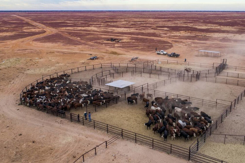 Massive Australian cattle farm to locals -