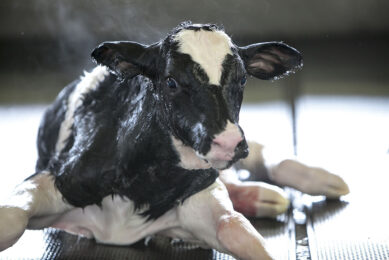 The best time to give colostrum is immediately after birth in order to absorb antibodies and cells into a calf s bloodstream. Photo: Semex