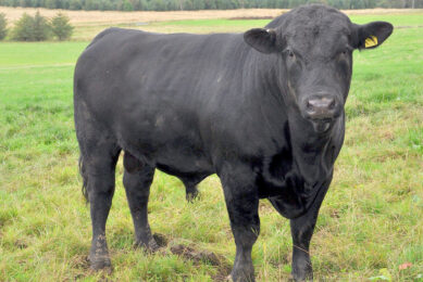 Breeding  safer  hornless Holstein cows. Photo: Chris McCullough