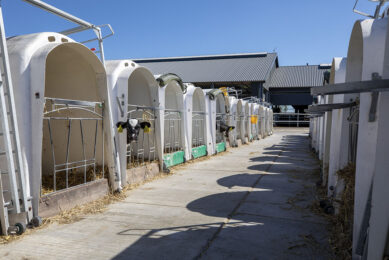 Over the last years, the majority of calves in the US and Canada have been housed singly before weaning, however according to a recent report, an increasing number of producers have been successfully raising dairy calves recently in pairs or groups. Photo: Anne van der Woude