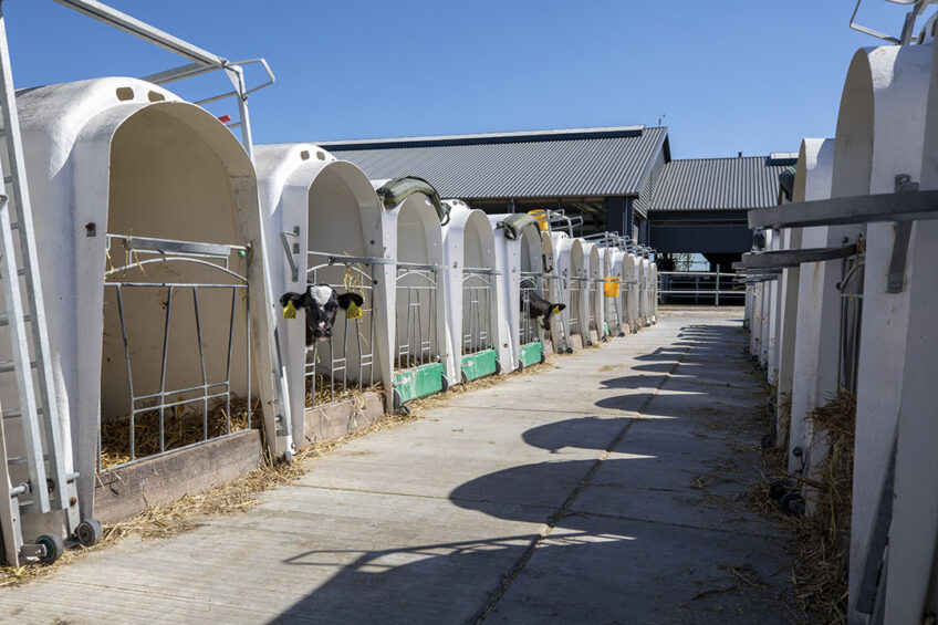 Over the last years, the majority of calves in the US and Canada have been housed singly before weaning, however according to a recent report, an increasing number of producers have been successfully raising dairy calves recently in pairs or groups. Photo: Anne van der Woude