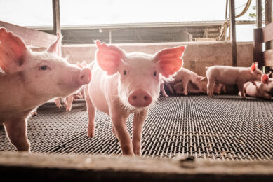 Heat stress in pigs   effect on the gut. Photo: Phytobiotics