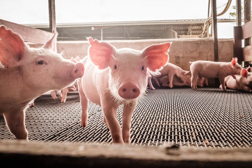 Heat stress in pigs   effect on the gut. Photo: Phytobiotics