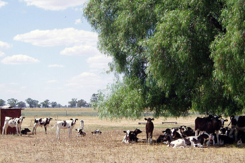 Around 150 heifers per year are reared on the farm. Photo: Chris McCullough