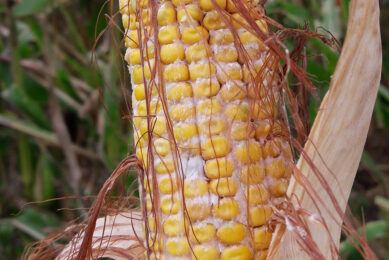 Corn harvested in Iowa, US in 2018. Photo: Radka Borutova