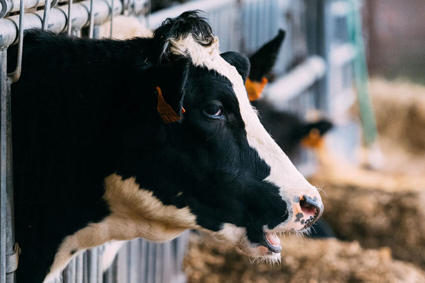 The No-Methane triple action feed additive aims to reduce enteric methane emission from cattle by blocking the enzymatic process, suppressing methanogens and draining the hydrogen substrate. Photo: Brecht Denil