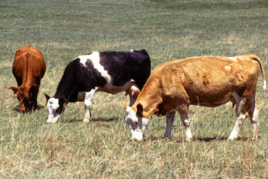 Vaccination against lumpy skin disease proven successful. Photo: EFSA