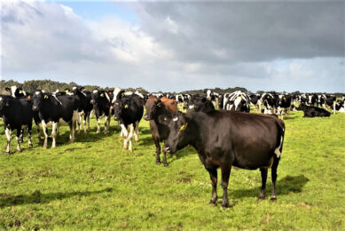According to research of the University of Melbourne higher temperatures and longer dry spells in Australia's dairy regions might reduce pasture utilisation. Photo: René Groeneveld
