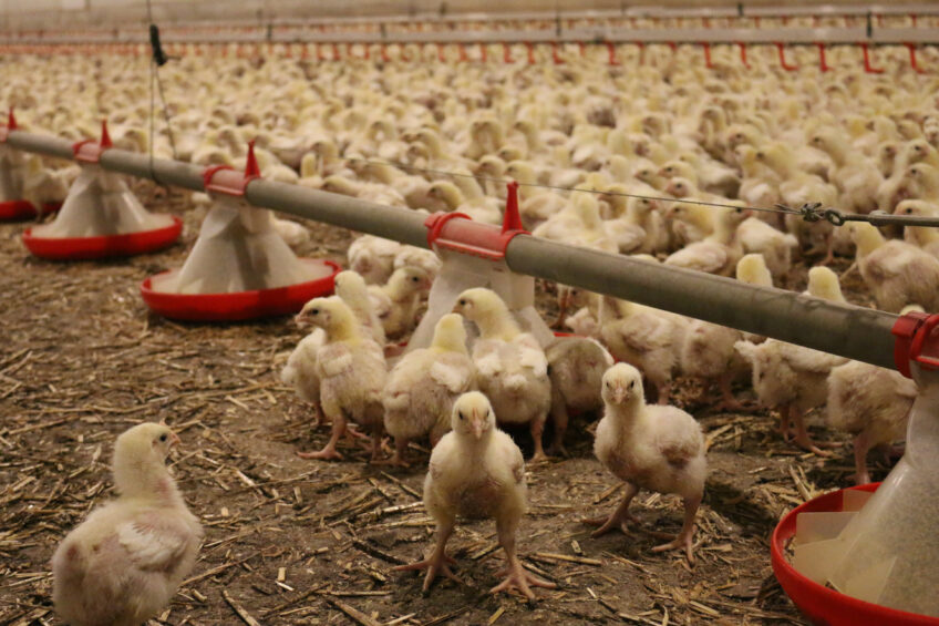 Producing poultry without antibiotics? Yes, we can!. Photo: CCPA Group