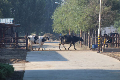 The cows are walked into the milking parlour on rotation and further housed in the open barns. <em>Photo: Vincent ter Beek</em>