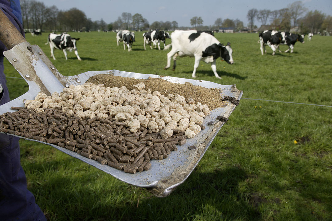 World produces more cattle feed in 2018 - Dairy Global