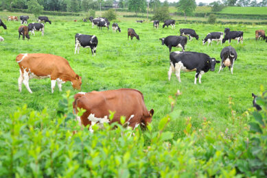 Well-managed, high-quality grass is beneficial to the animal, the sward, the environment and the farmer.  - Photo: Picasa