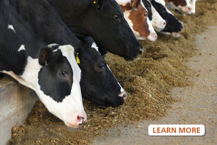 Do you understand the risks from mycotoxin contamination in feed?