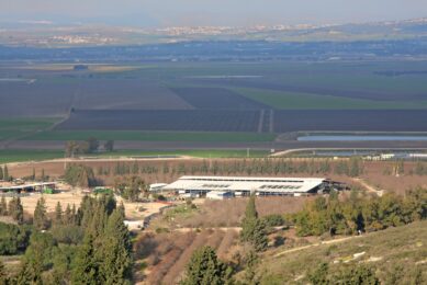 Cows at the kibbutz is purely a production asset