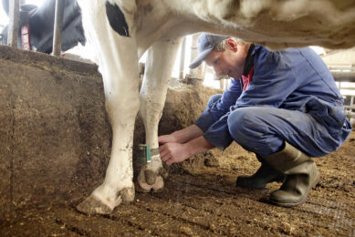 Transponders monitor cow activity to support lameness management