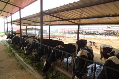 Dairy farming sector in India experiences a rapid growth