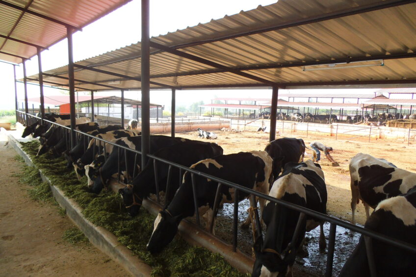 Dairy farming sector in India experiences a rapid growth