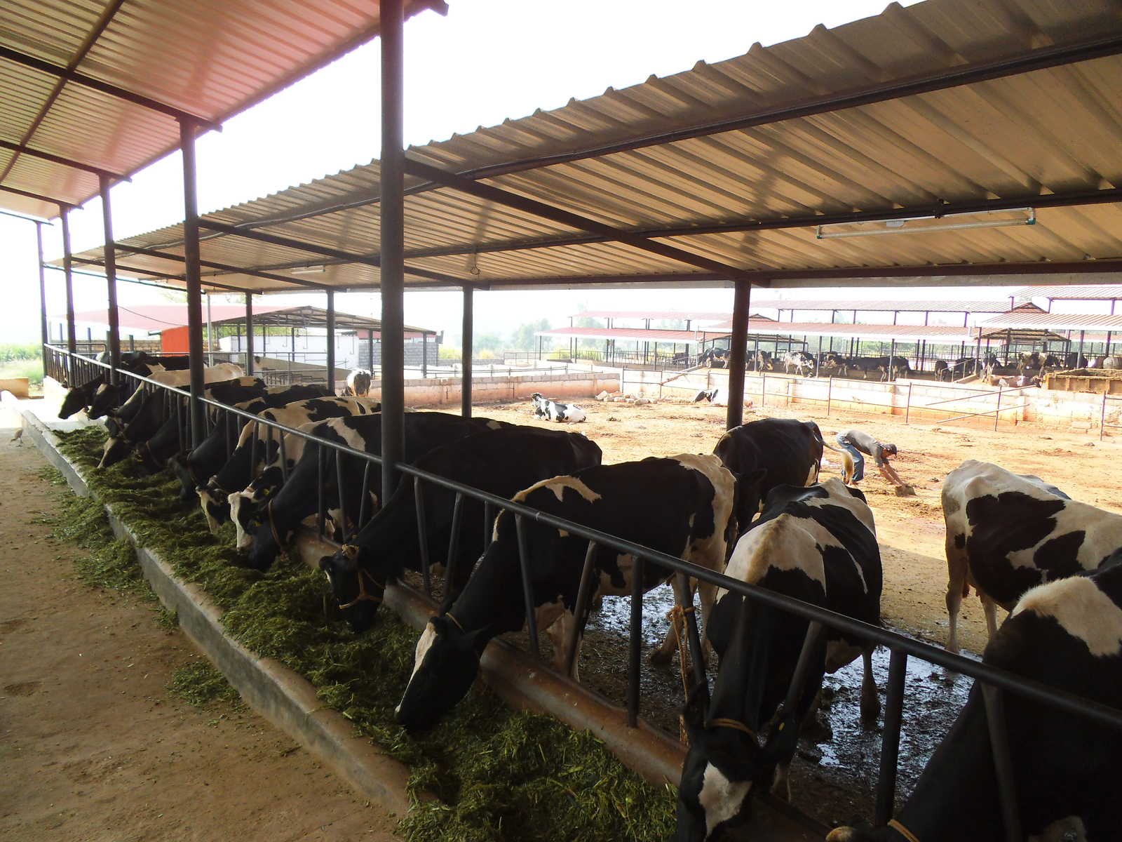 Dairy farming sector in India experiences a rapid growth - Dairy Global