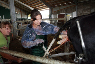 Photo report: Delivering a calf in Russia