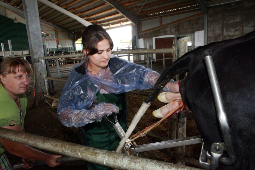 Photo report: Delivering a calf in Russia